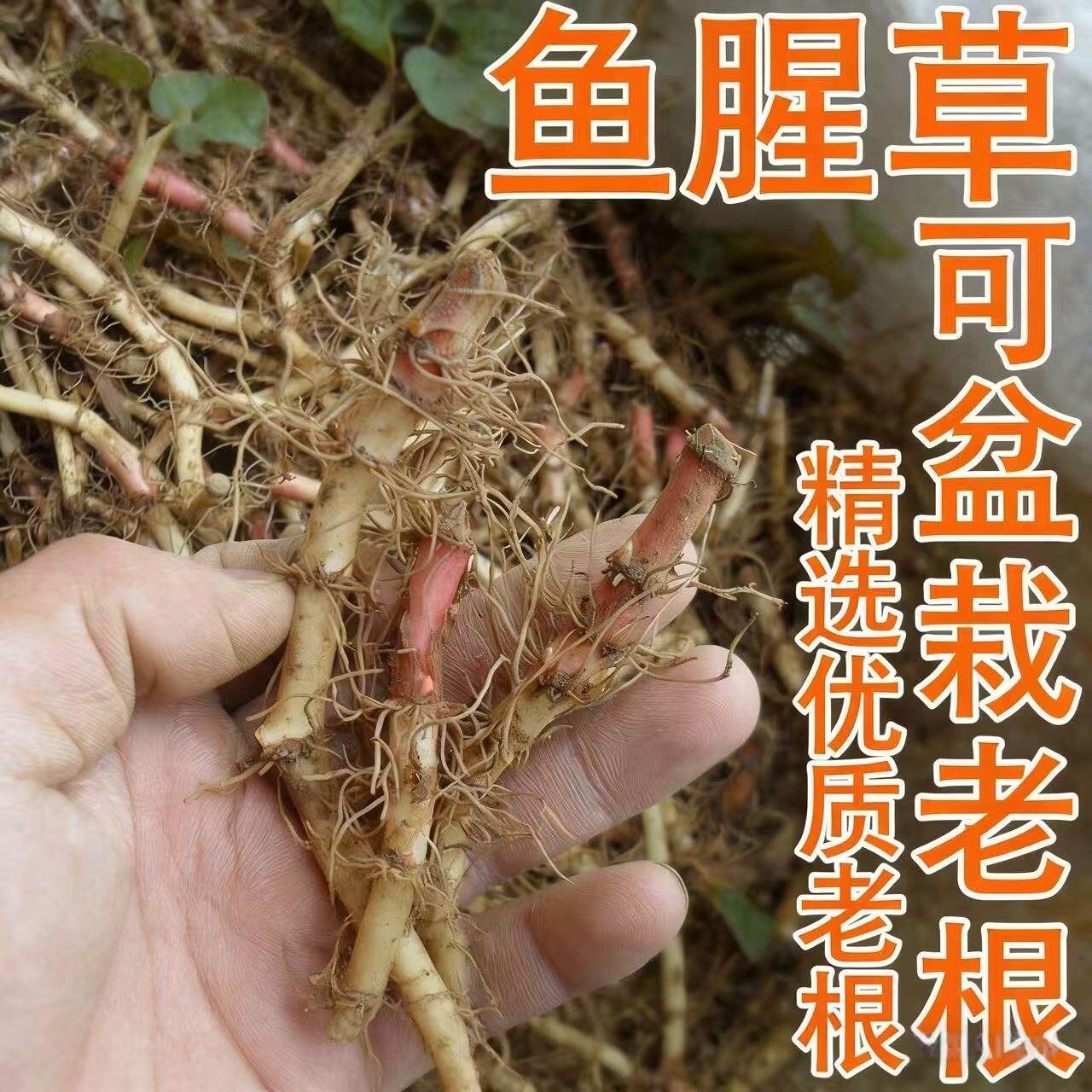 四川野生鱼腥草种根苗红色折耳根老根盆栽四季种植蔬菜种苗特产