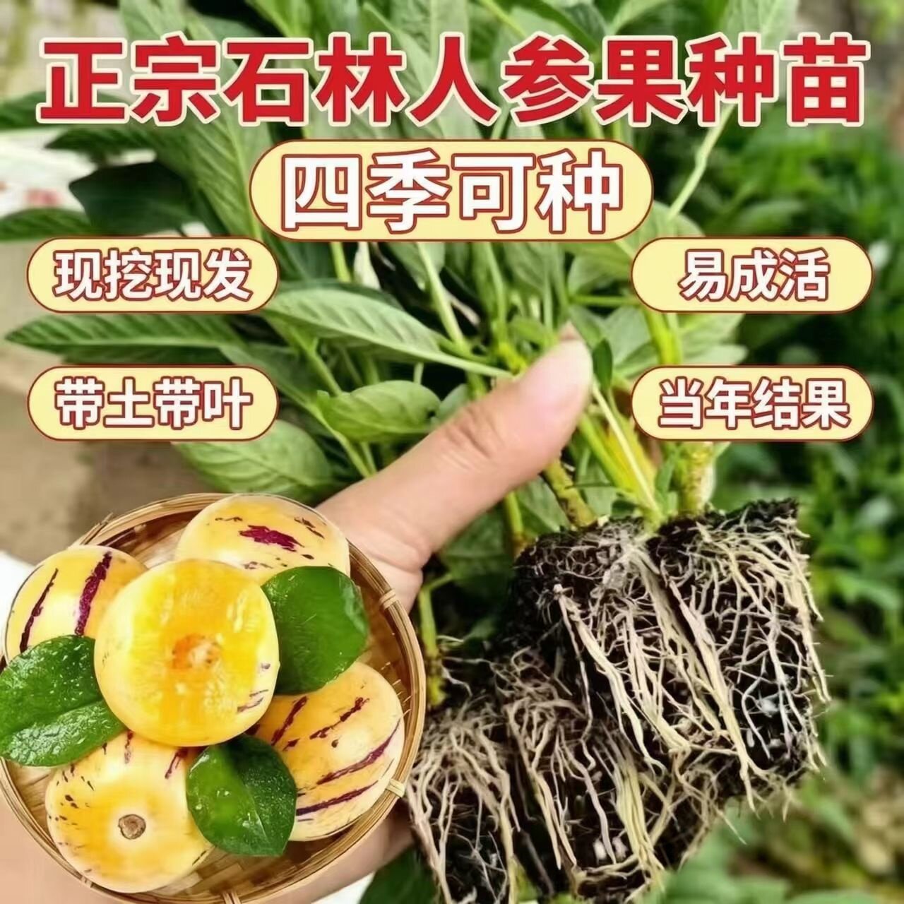 云南人参果树苗带土球四季阳台盆栽清甜奶香当年结果南北方黄心苗