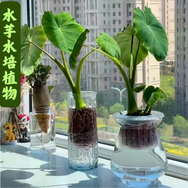 北欧风水培芋头庭院假山造景水生绿植阳台耐阴易活鱼池净化植物