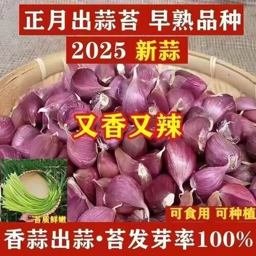 2025年新云南紫皮大蒜干蒜头红皮多瓣5斤香蒜农家特产批发