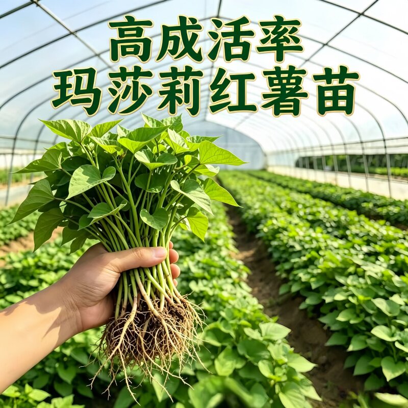 玛莎莉红薯苗榴莲蜜薯红瑶番菩丝滑美秀黄金蓉地瓜苗现挖现发