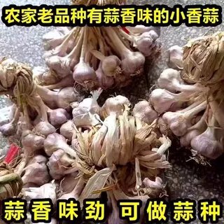 连州紫皮白衣小香蒜农家土蒜头独头蒜盆栽种植2026新品种香浓