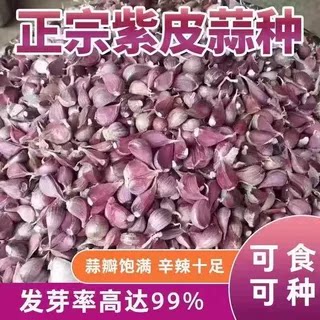 2026四川红根香蒜种子紫皮蒜种蒜苔红头葱硬叶蒜四季蒜苗专用蒜瓣