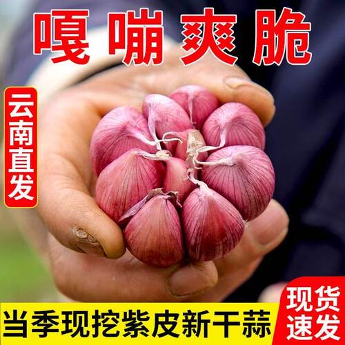 紫皮大蒜种子2025云南新种可抽苔红皮蒜种蒜苗用头籽农家种