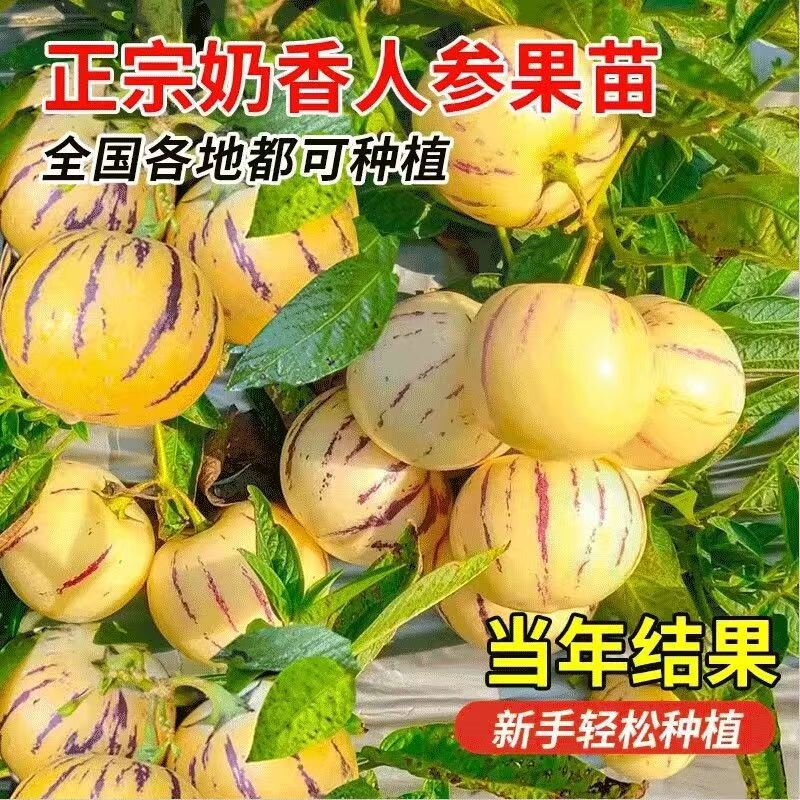 奶香人参果苗带土球盆栽四季当年结果阳台南北方清甜黄心长寿果树