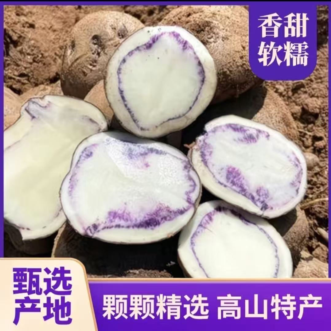 现挖农家高山迷你紫色小马铃薯新鲜七彩乌洋芋土豆