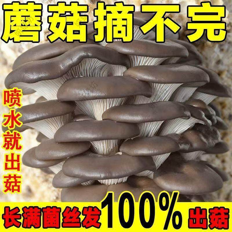 家庭蘑菇菌种家种菌包新鲜种植包懒人种植食用红平菇灰平菇榆黄菇
