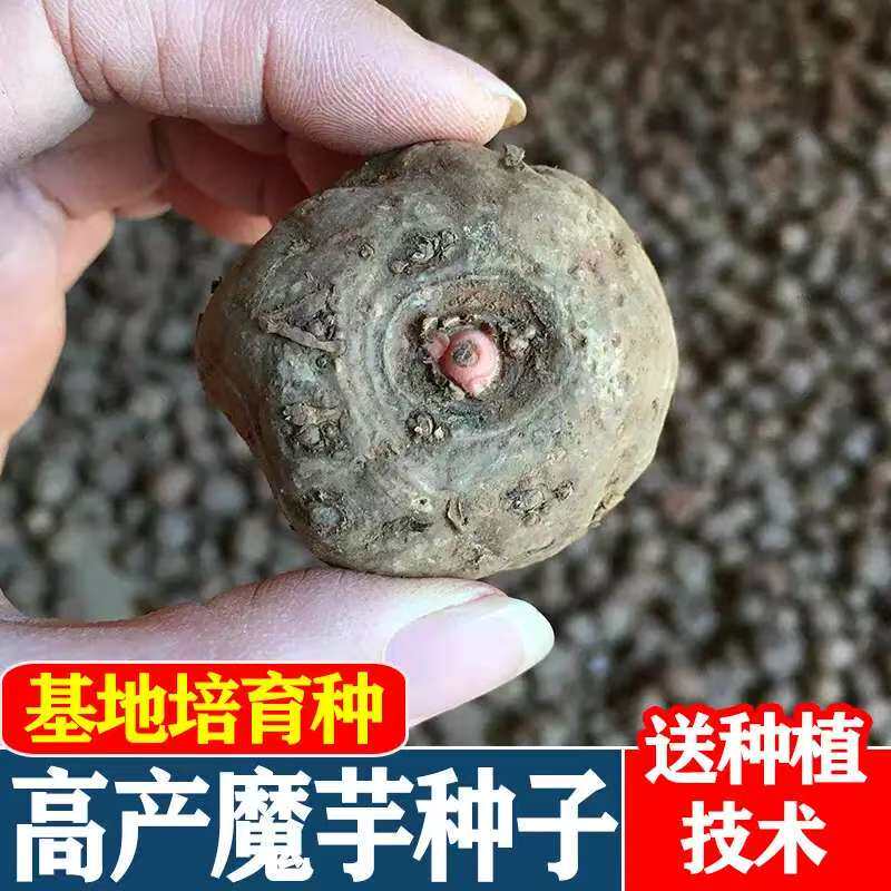 新鲜白心魔芋种子当年可收大个魔芋种籽10斤基地直发高产易活