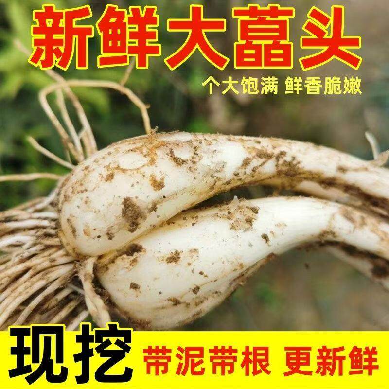 藠头种子现挖新鲜荞头带根须