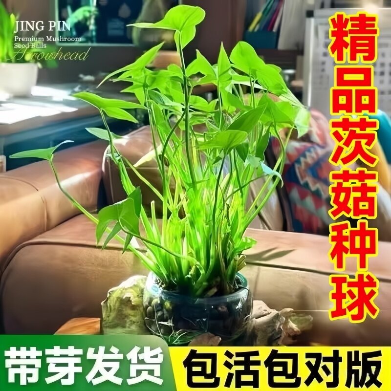 水生植物慈姑种苗茨菇种球水培茨菰阳台净化水质鱼缸造景水草花卉