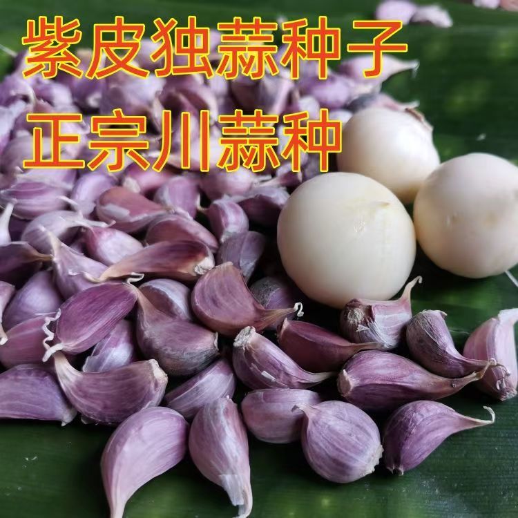 正宗川蒜种子四川彭县紫皮独蒜种子独头蒜种子独子蒜种子红皮独蒜