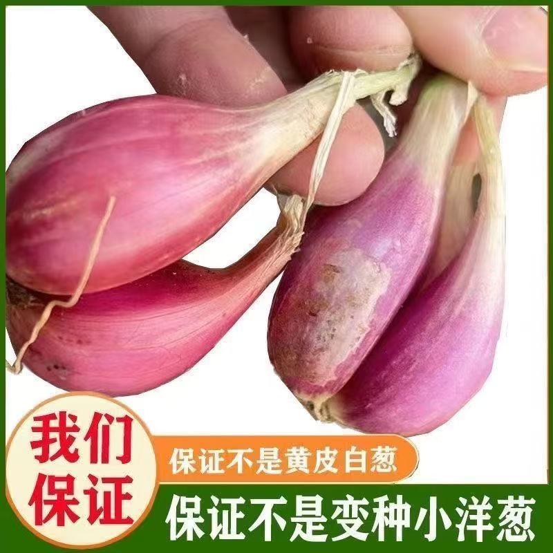 云南农家自种实惠 5斤包邮小香葱 500克大蒜红皮火葱头组