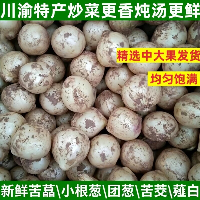 鲜香浓郁苦藠苦茭团葱小根蒜野圆蒜九母子农户直供新鲜薤白