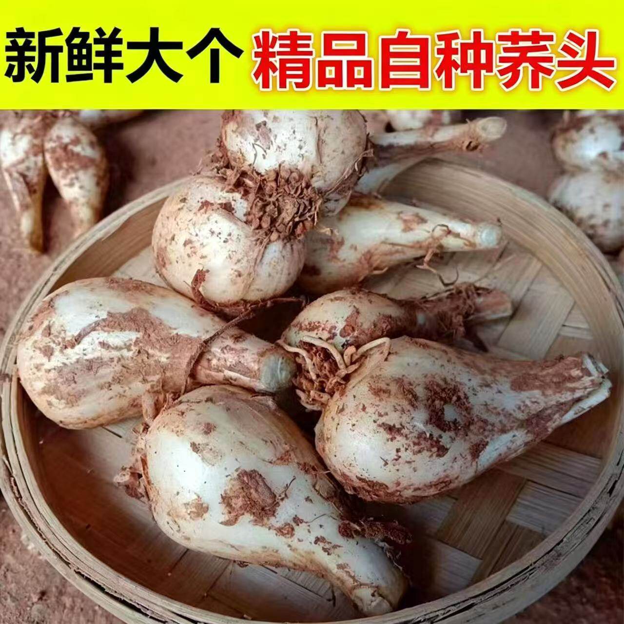现挖荞头农家自种叫头茭头新鲜教头薤头荞子四川泡菜脆嫩藠头葱头