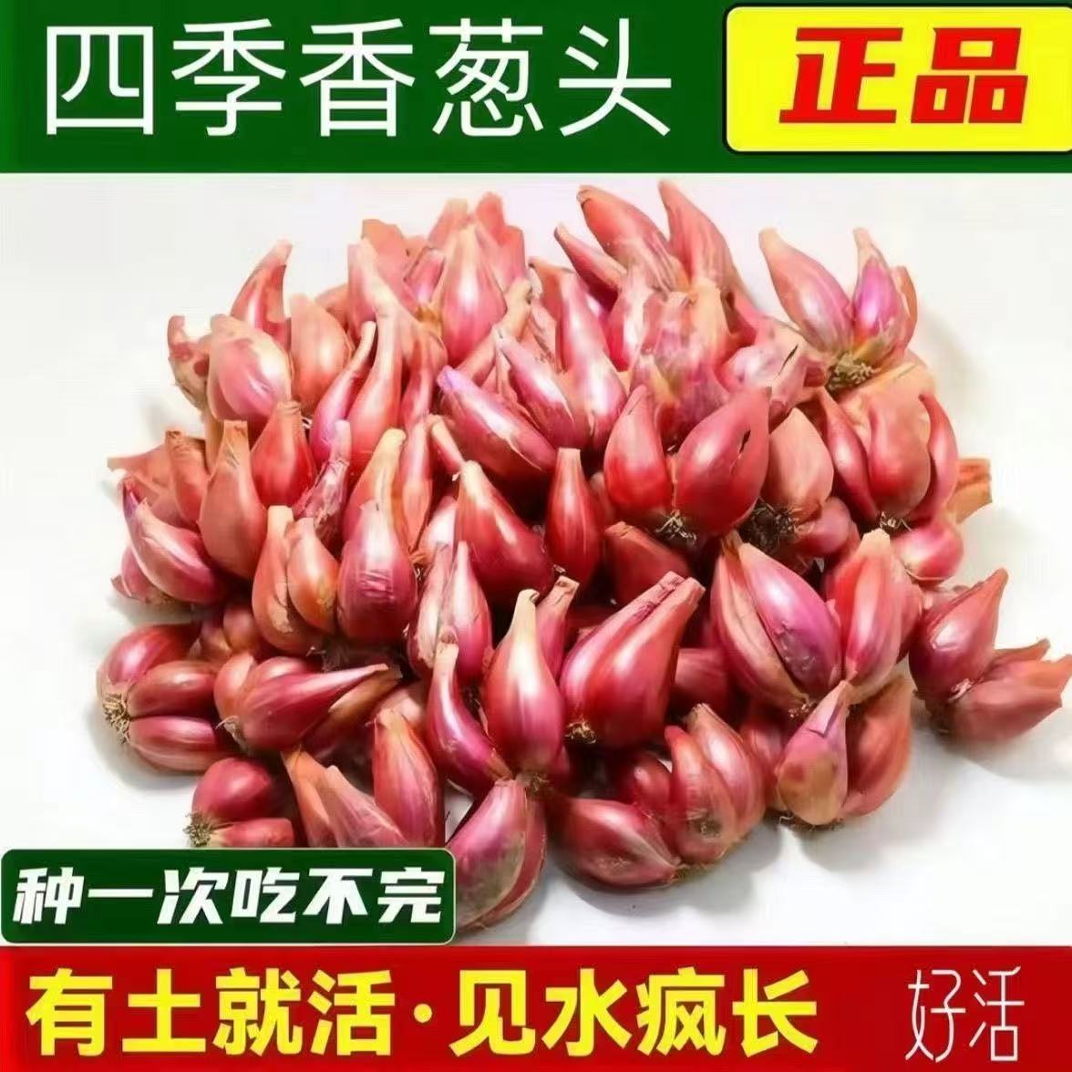 四川红葱头种植盆栽正宗火葱头蔬菜苗蒜瓣四季小香葱红葱批