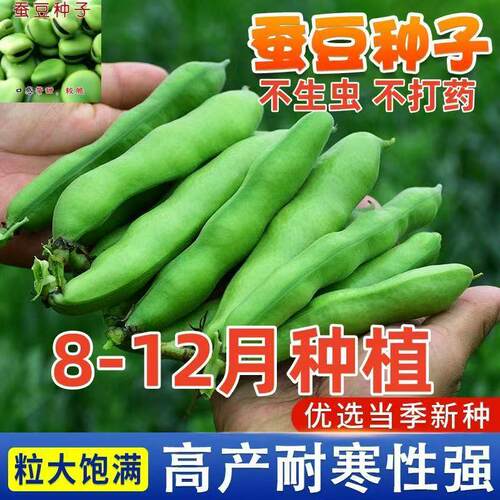 北斗七星优质饱满蚕豆种子罗汉豆种籽春秋冬季播种早熟耐寒胡豆籽