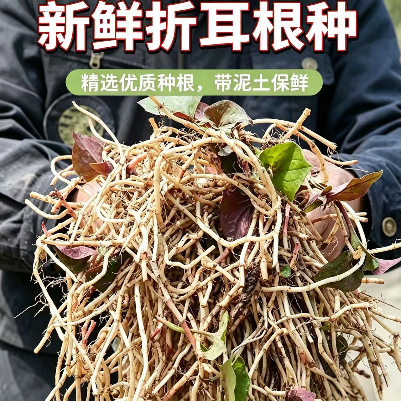 农家现挖新鲜折耳根鱼腥草嫩根