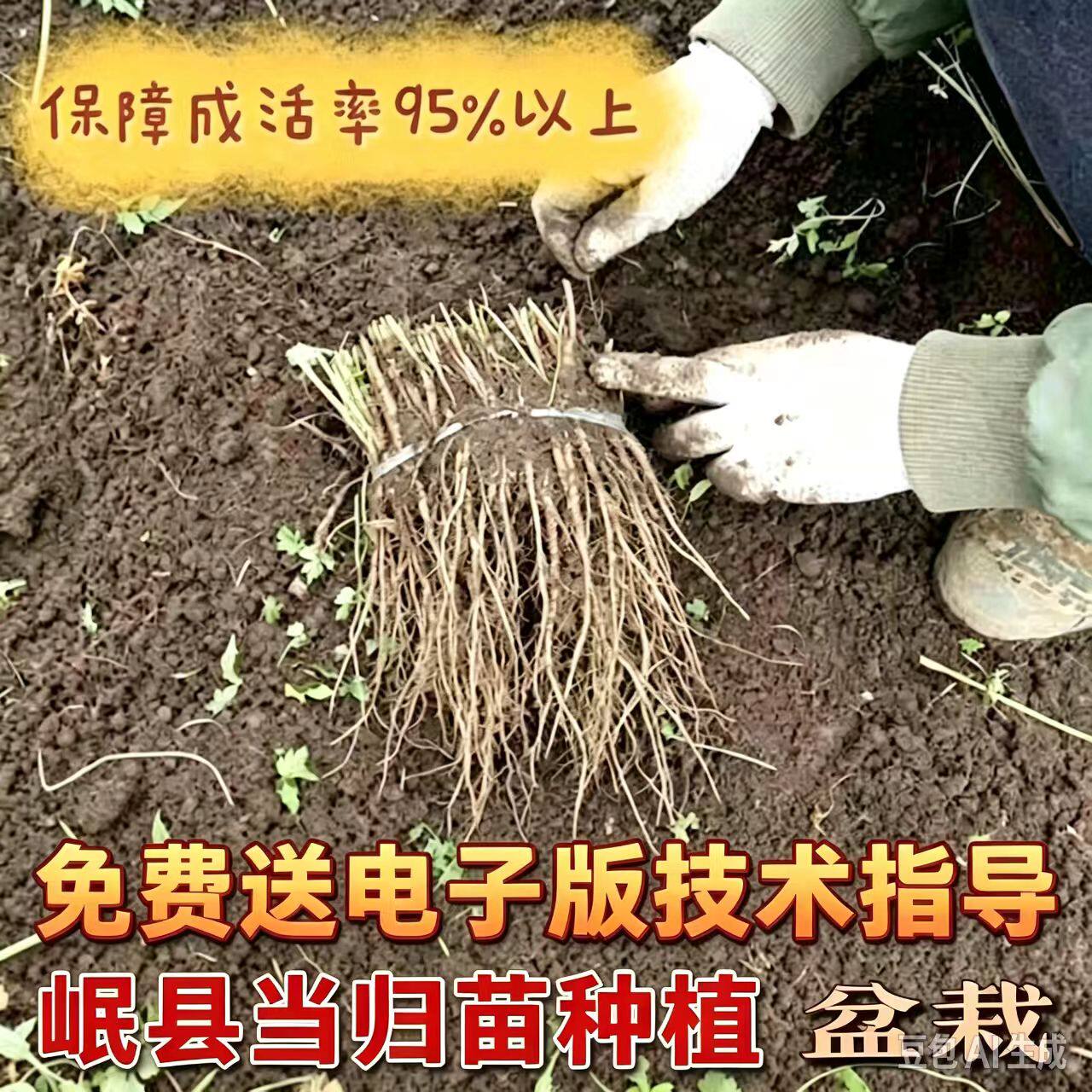 精选成活率高当归苗甘肃岷县黄芪苗党参苗带土植株现挖现发可盆栽