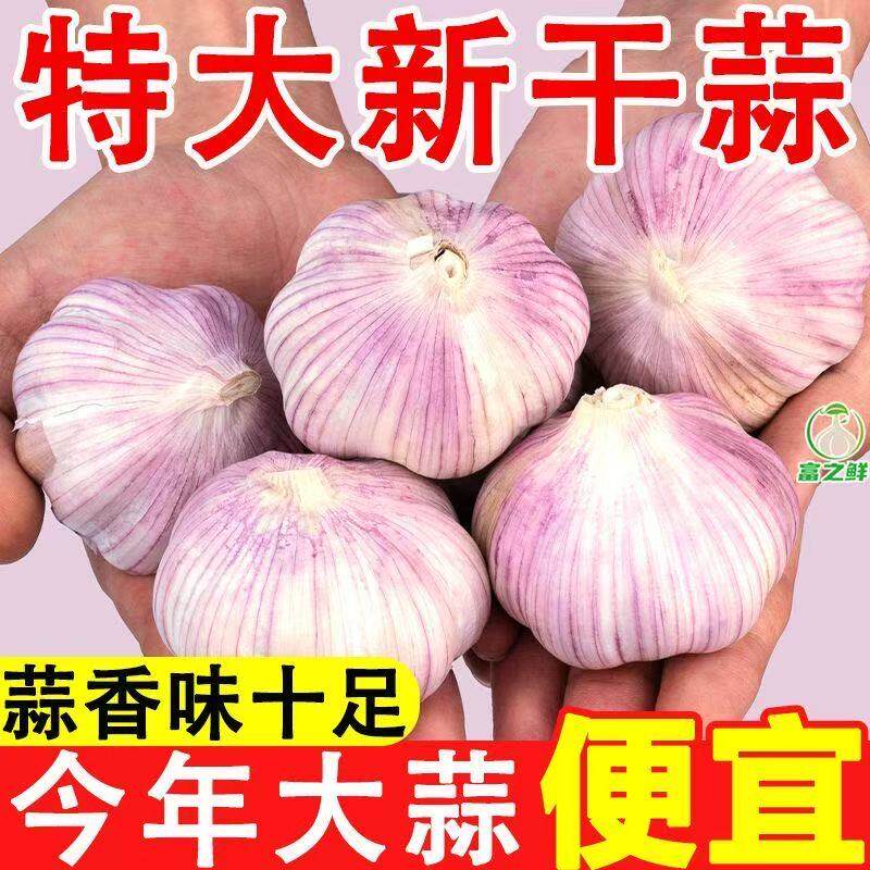 云南红皮大蒜种籽盆栽地栽均可抽苔蒜苗用老品种紫皮蒜种高产