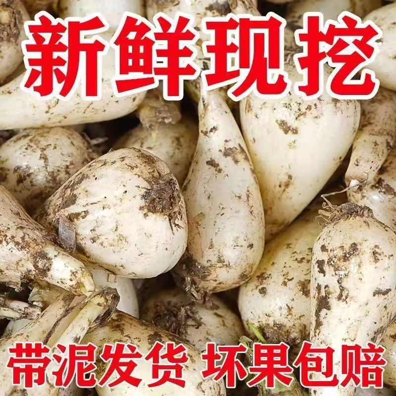 现挖荞头新鲜藠头农家自种叫头