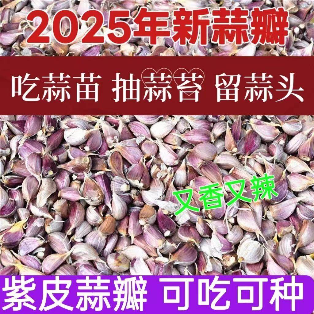 早蒜新鲜红皮香蒜正月出蒜苔种红根蒜苗瓣正宗紫皮蒜种子