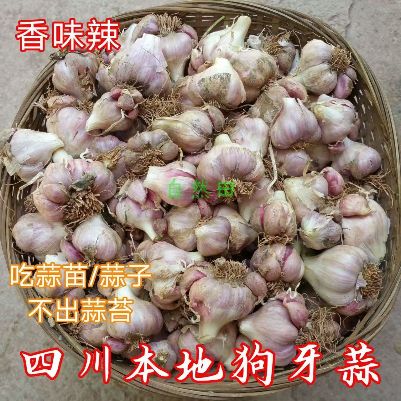 四川小香蒜软叶狗牙蒜品种不出台只出苗新1代原种春秋播种优