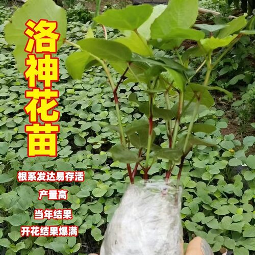 洛神花苗盆栽地栽红桃k树苗花卉绿植四季秧苗活苗玫瑰茄