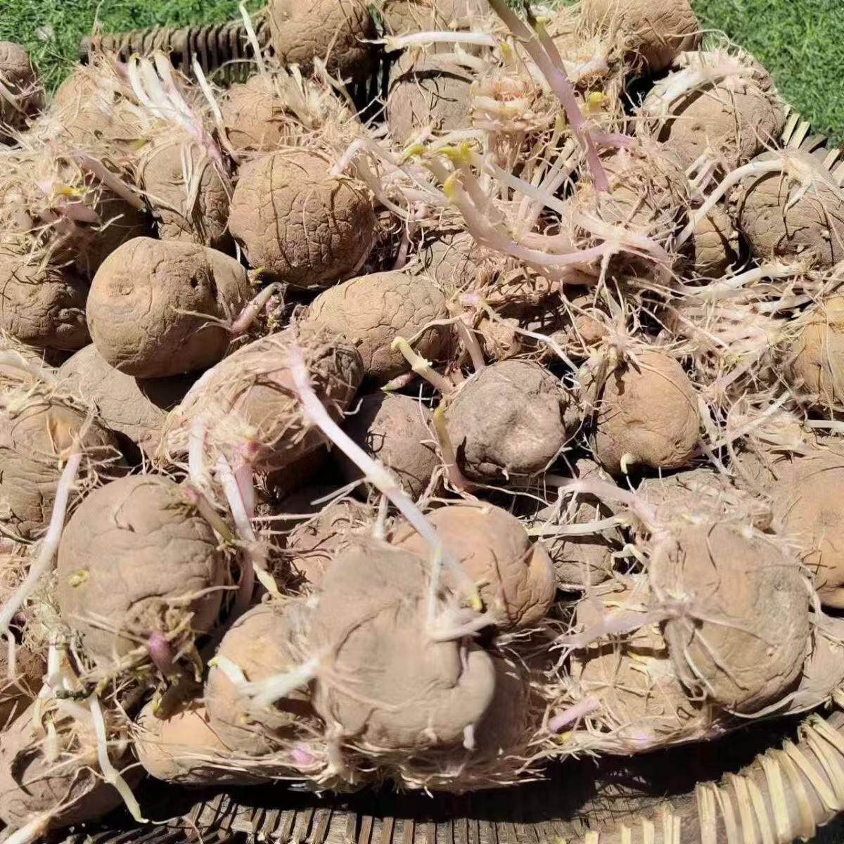 云南老干巴洋芋贵州特产昭通老品种憨包土豆奄瘪老土豆腌巴洋芋