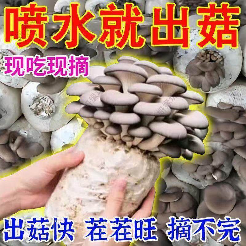 蘑菇种植包家庭菌种家种菌包可食用榆黄菇灰平菇红平菇懒人种植