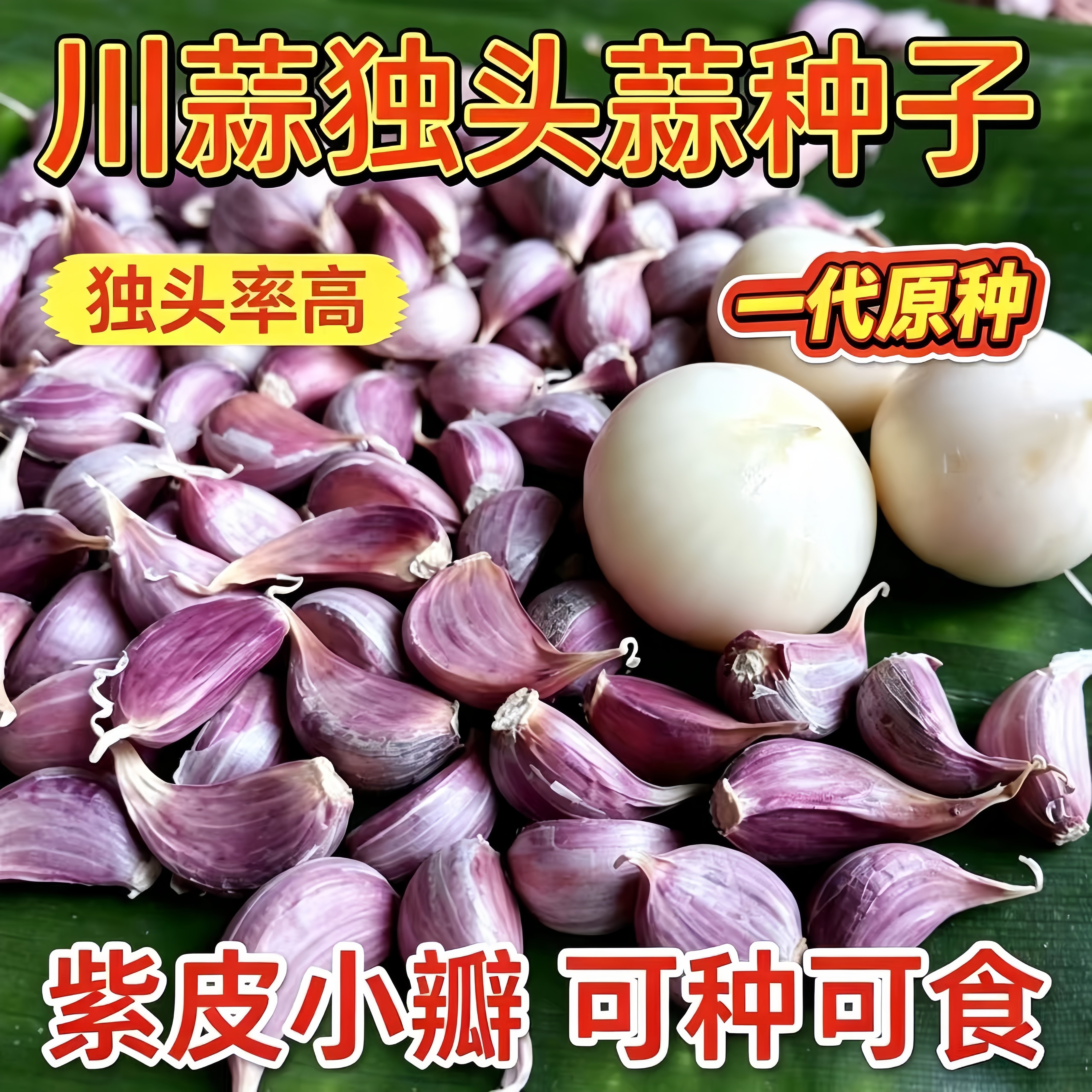 四川彭县蒜种独蒜种独蒜头种独子蒜种紫皮独蒜农家种植斤正宗川蒜