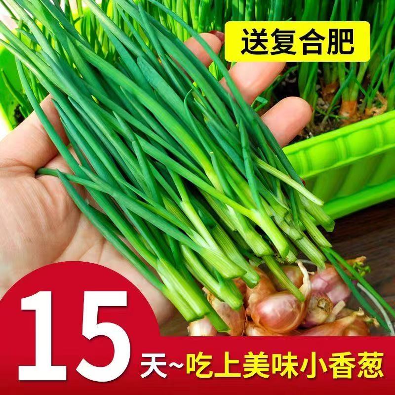 四川优质四季小香葱种 葱种子籽红葱 本地火葱头种好物