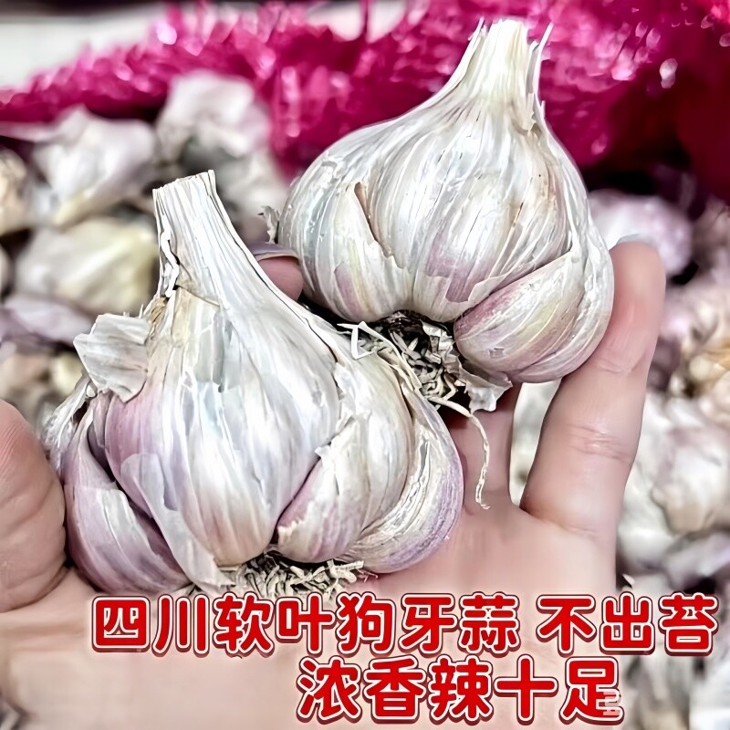 四川软叶狗牙蒜当季新鲜干蒜紫皮红皮香辣多瓣香蒜可吃可留种蒜