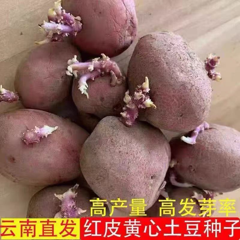 新鲜发芽小土豆土豆种子云南农家红皮品种批发高产黄心马铃薯种子