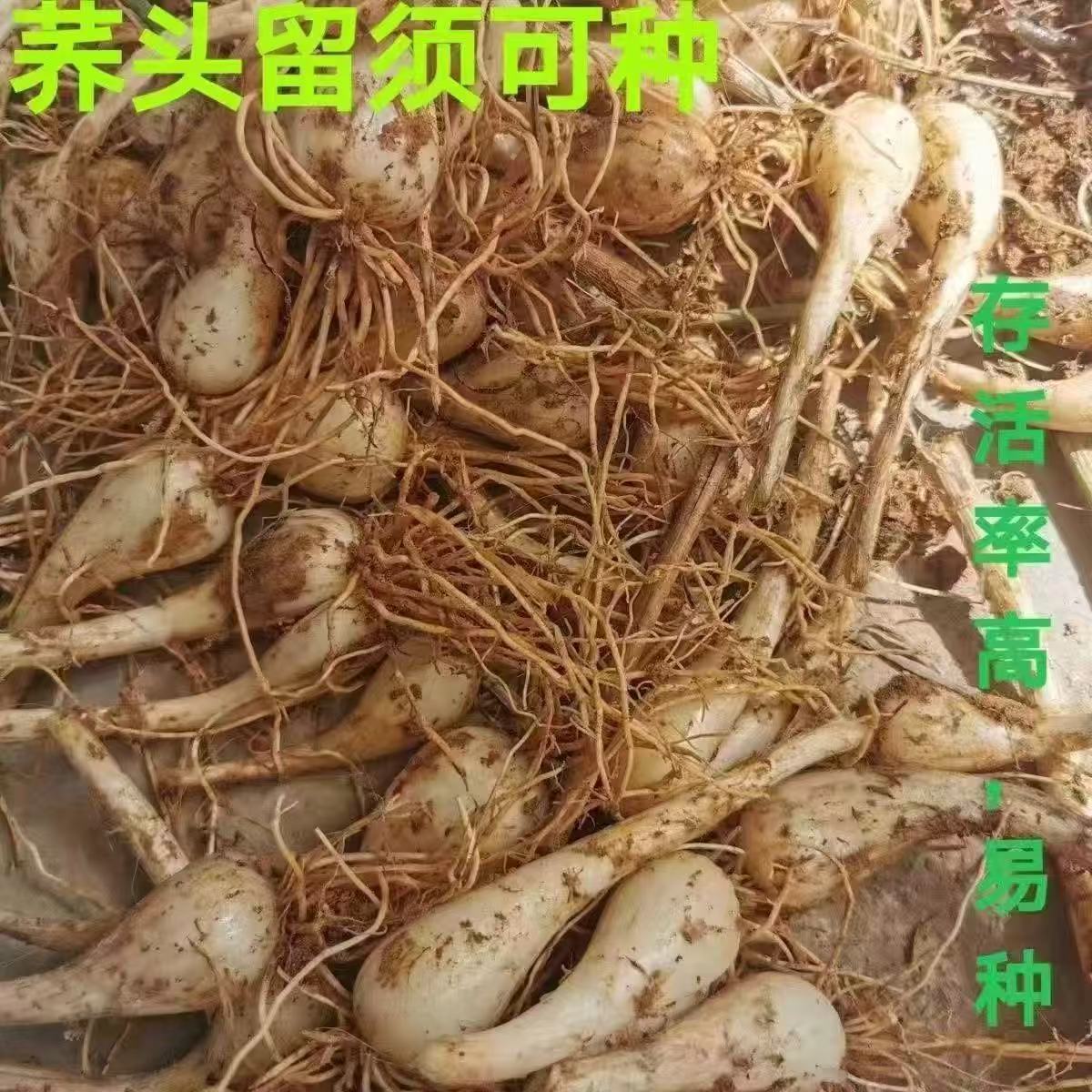 湖南新鲜现挖荞头带泥藠头种子农家当季蔬菜教头种四川泡菜大个