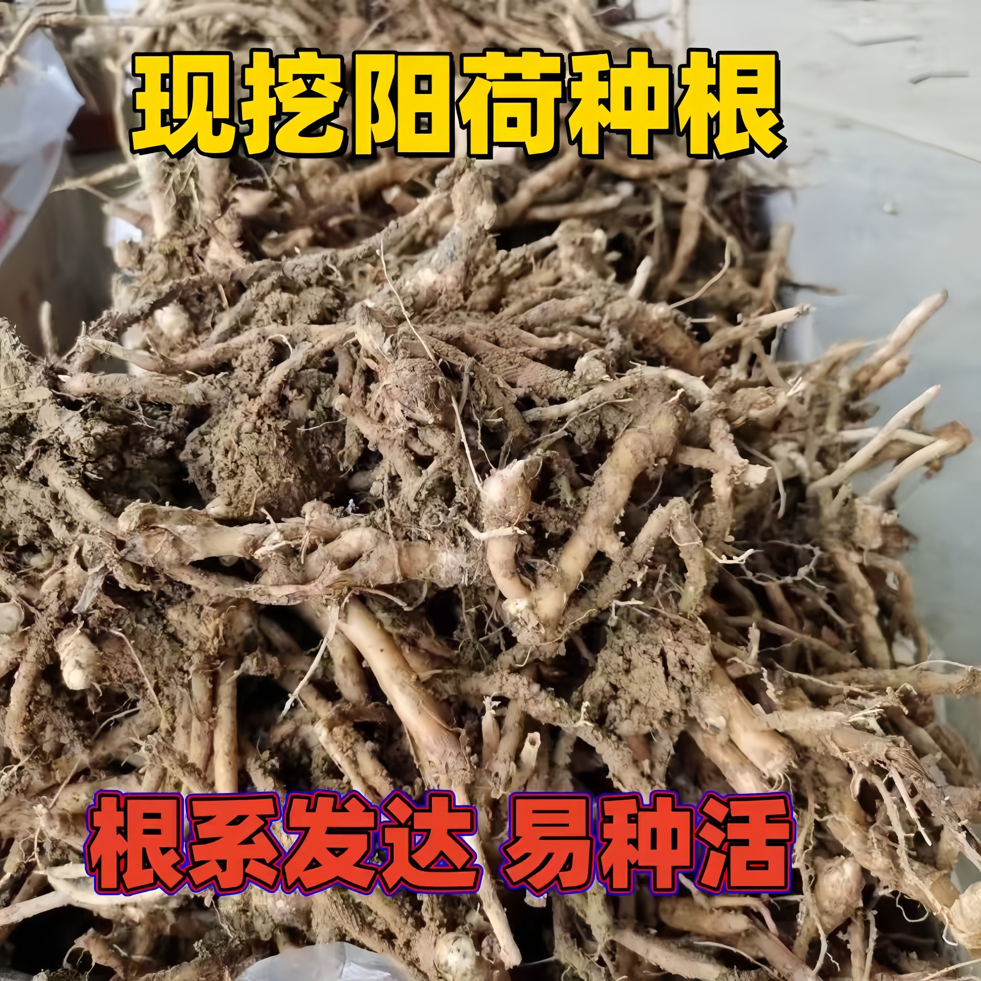 高产洋荷姜根阳荷根新鲜现阳荷老根贵州正品阳荷根洋河根洋河根