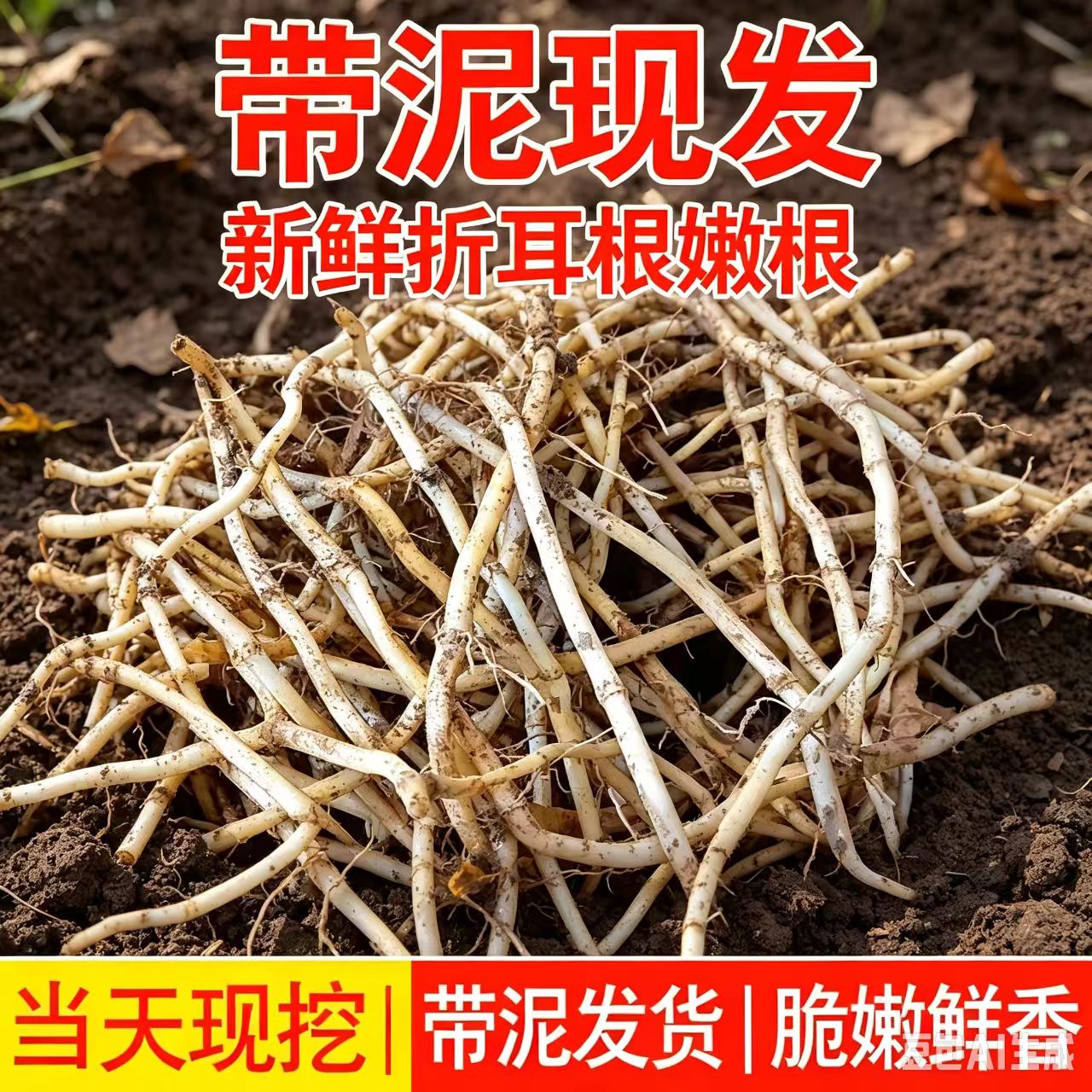 四川特产新鲜折耳根鱼腥草不洗