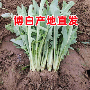 正宗广西博白甜麦菜种子 高州大圆叶苦麦 阳台盆栽四季蔬菜秧苗籽