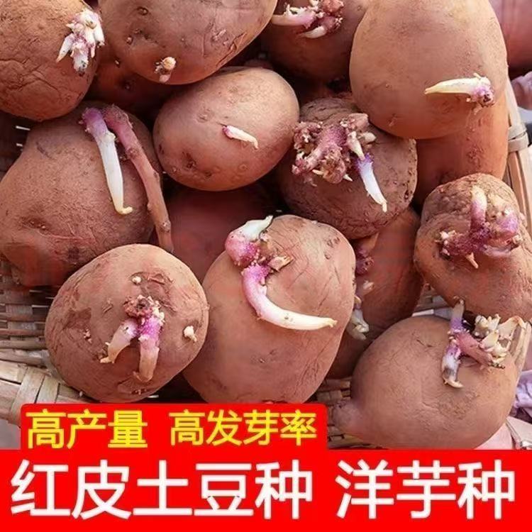 正宗红皮土豆种子发芽早熟农家自种马铃薯洋芋种春季种子种苗