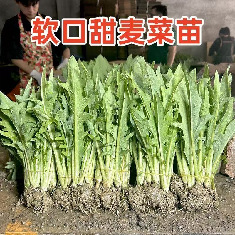 高州甜麦菜批发种子 广西博白花芽苦麦麻菜 大叶四季耐热蔬菜秧苗