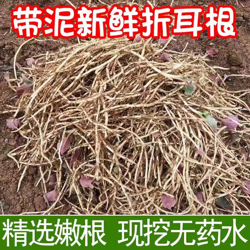 贵州农家露天现挖折耳根