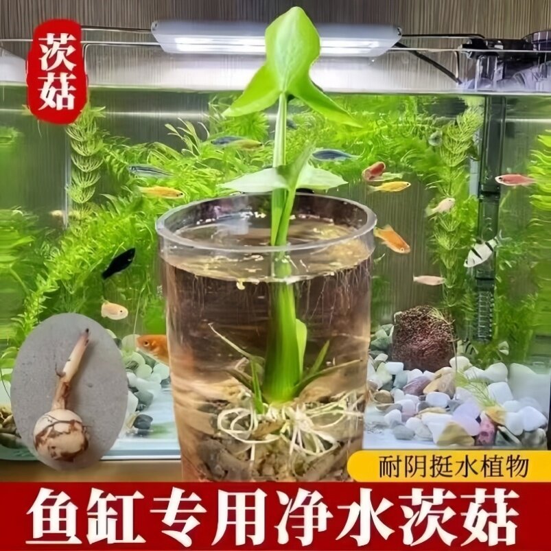 茨菇种球水培阳台户外水生植物水族水草装饰花卉净化鱼缸净化空气