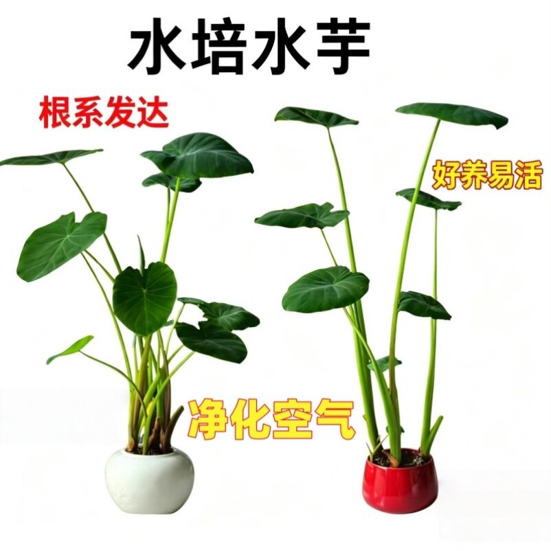 庭院阳台栽种芋头苗水培水生绿植假山造景易活净化水质观赏植物