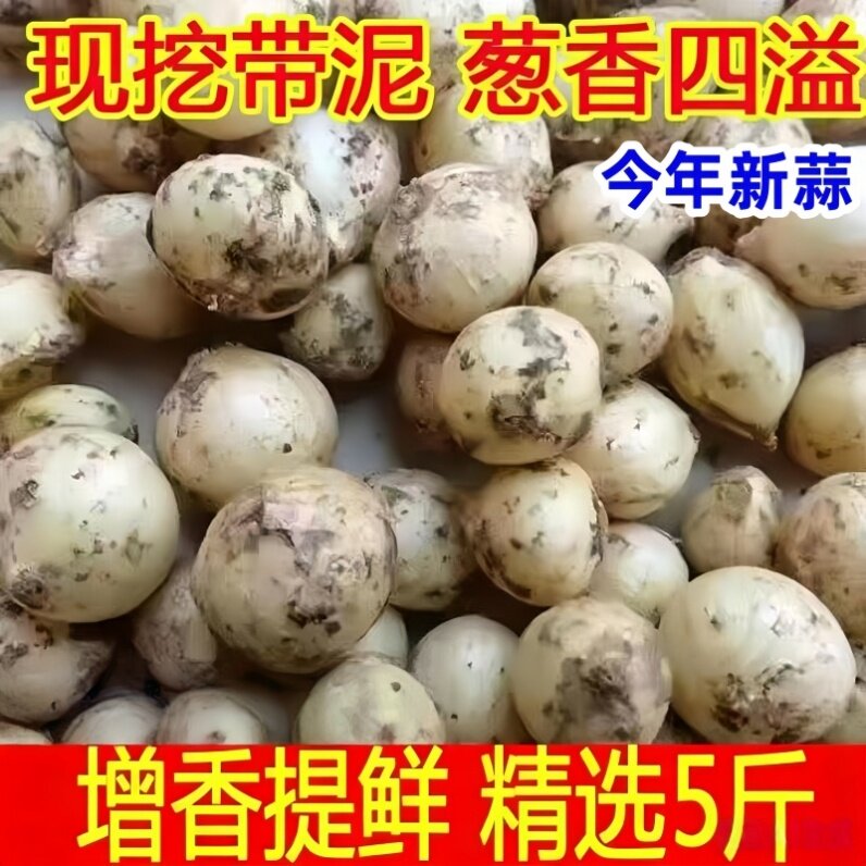 泥地现挖四川苦藠小根葱苦葱头苦茭新鲜薤白本土农家精选中果