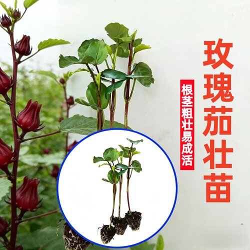 洛神花苗玫瑰茄苗红桃k苗泡酒泡水穴盘苗苗厂育苗盆栽种植