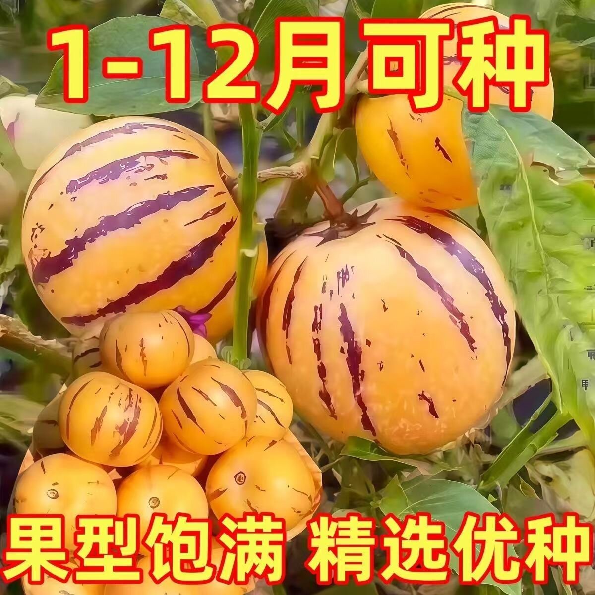 人参果种苗黄心高产带土球盆栽四季结果南北方清甜奶香当年阳台苗