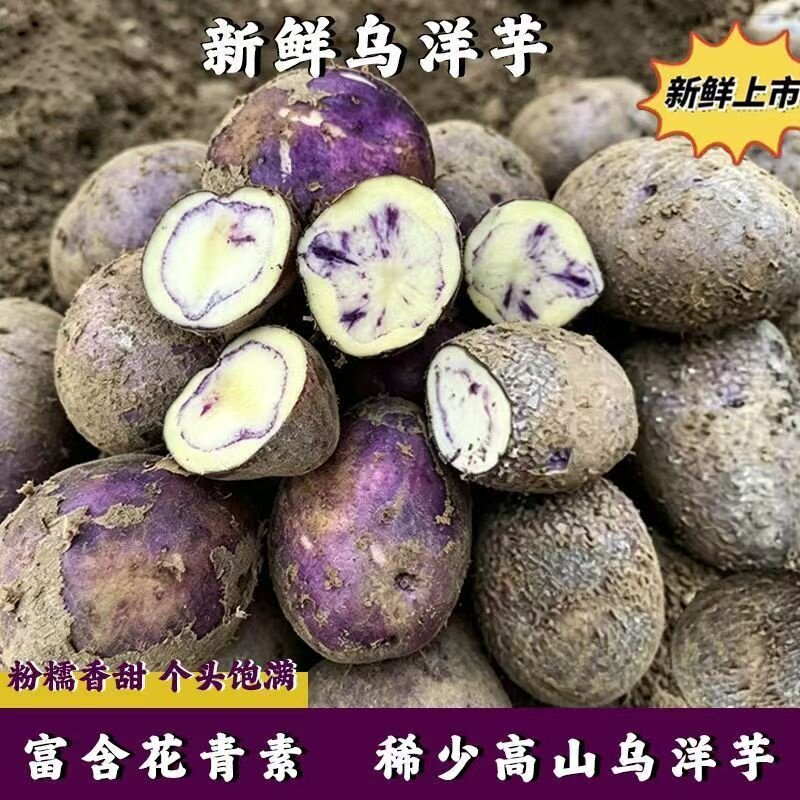云南大山包小黑土豆昭通新鲜紫皮乌洋芋土豆马铃薯口感粉糯乌洋芋