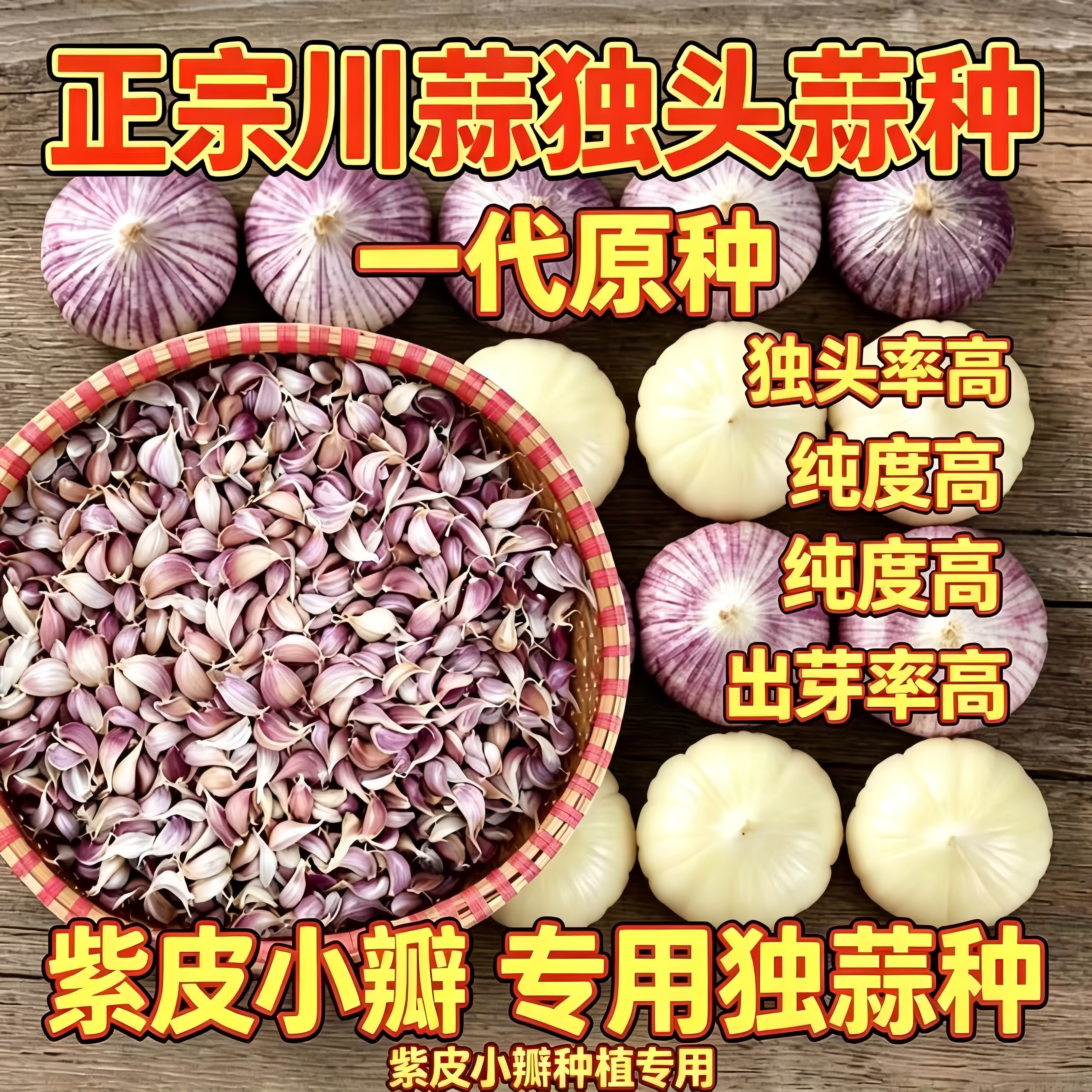 四川彭县独蒜种子独头蒜种子紫皮独蒜种子正宗川蒜种子独子蒜种植