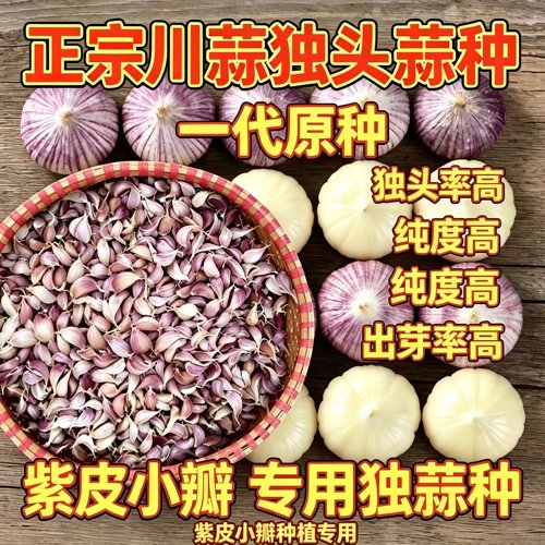 四川彭州彭县独蒜种子一代原种独头蒜种紫皮独蒜正宗独蒜种可种