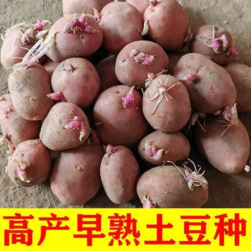 土豆种子发芽带芽发货黄皮黄心红皮黄心秋土豆种子原种包邮