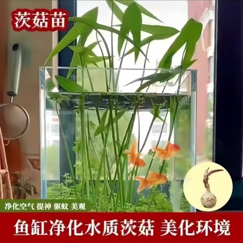 茨菇慈姑水生植物水培燕尾种苗池塘装饰花卉净化鱼缸水质水草真草